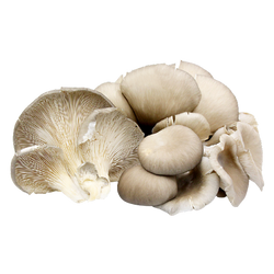 Oyster Mushrooms - 3 lb Case