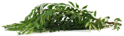 Curry Leaves - 4oz