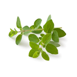 Oregano - 4oz