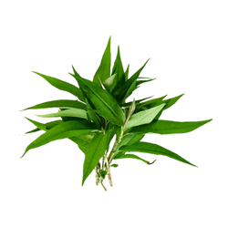 Vietnamese Mint (Rau Ram) - 4oz