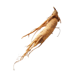 Ginseng Root (Dried) - 8 oz