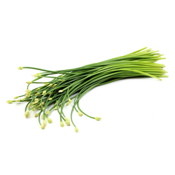 Chive Bud - LB