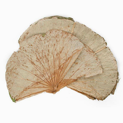 Peony Dried Lotus Leaves - 16oz