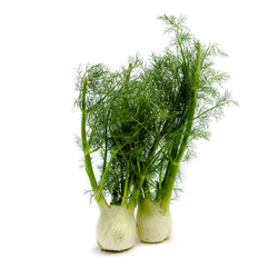 Fennel - LB