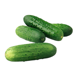 Kirby Cucumber - LB