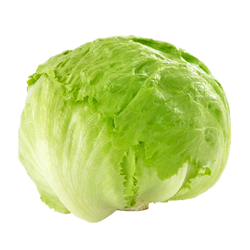 Iceberg Lettuce - EA