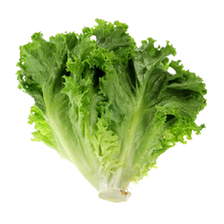 Green Leaf Lettuce - EA
